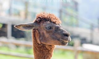 重庆野生动物园